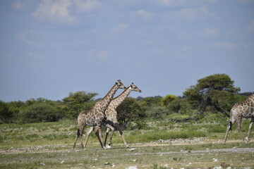 Giraffe in the savannah