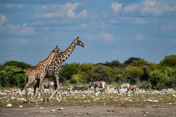 Giraffe in the savannah