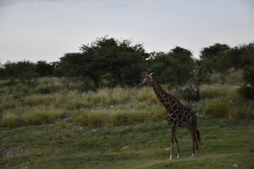Giraffe in the savannah