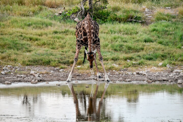 giraffe in the savannah