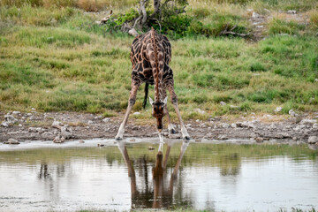 giraffe in the savannah