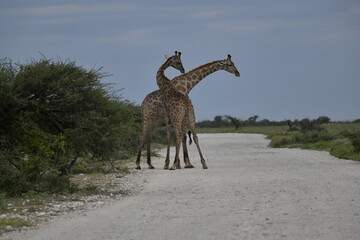 giraffe in the savannah