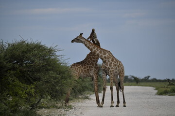 giraffe in the savannah