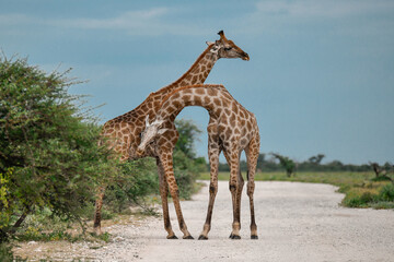 giraffe in the savannah