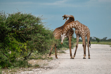 giraffe in the savannah