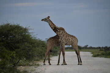 giraffe in the savannah