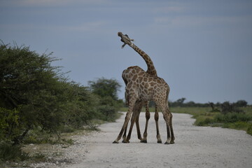 giraffe in the savannah