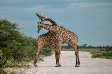 giraffe in the savannah