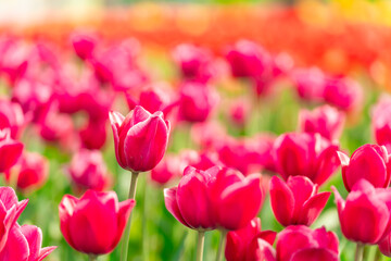 Obraz premium Beautiful red tulip flowers on a fine spring day