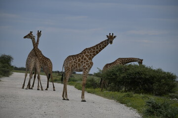 giraffe in the savannah