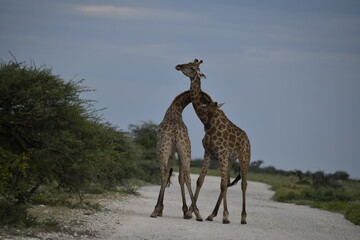 giraffe in the savannah