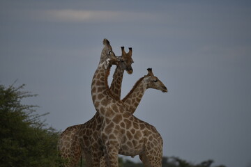 giraffe in savanna , Africa