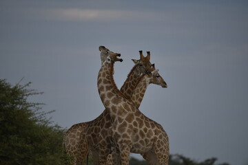 giraffe in savanna , Africa