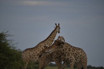 giraffe in savanna , Africa