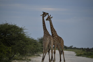 giraffe in the savannah