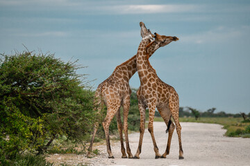 wild giraffe in savanna , Africa