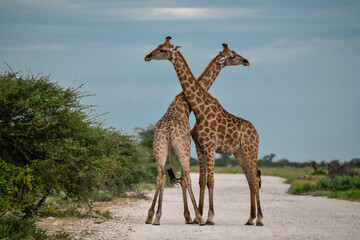 wild giraffe in savanna , Africa