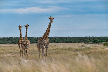 wild giraffe in savanna , Africa