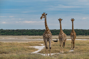 wild giraffe in savanna , Africa