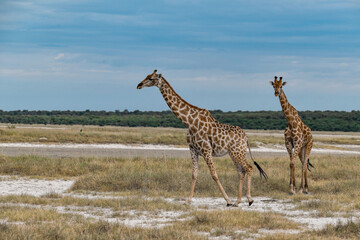 wild giraffe in savanna , Africa