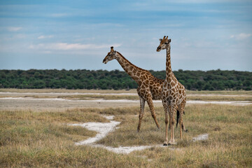 wild giraffe in savanna , Africa