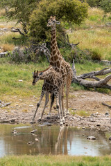 wild giraffe in savanna , Africa