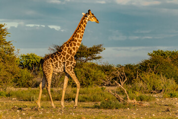 wild giraffe in savanna , Africa