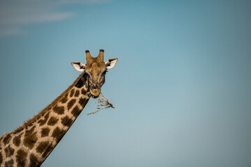 Obraz premium wild giraffe in savanna , Africa
