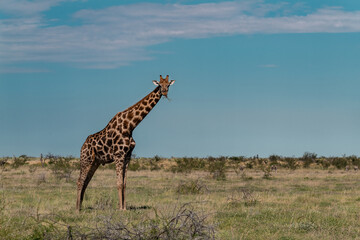 wild giraffe in savanna , Africa