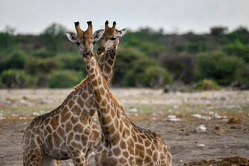 giraffe in savanna , Africa