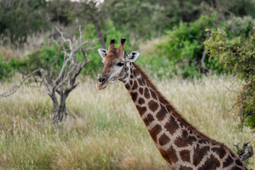 giraffe in savanna , Africa