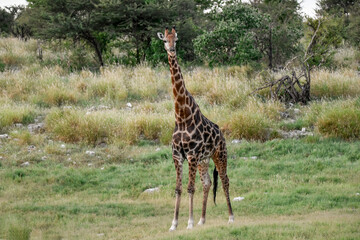 giraffe in savanna , Africa