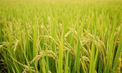 Rice plants growing in a lush green field during the warm summer season in a rural landscape