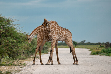 Giraffe in the Savannah