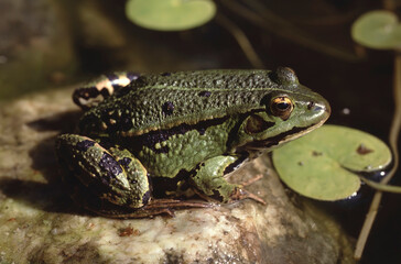 Rana kl esculenta or common European frog or Water frog closeup sitting on a rock in a pond
