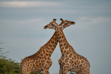 Giraffe in the Savannah