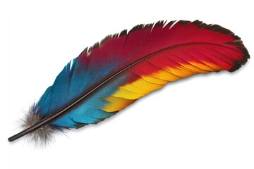 Vibrant Bird Feather