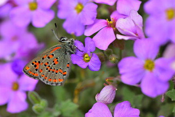 Tomares nesimachus 1401