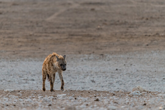 yena in wild savanna , animal of africa