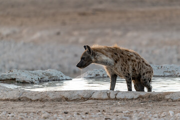 Wild iena in savanna , Africa