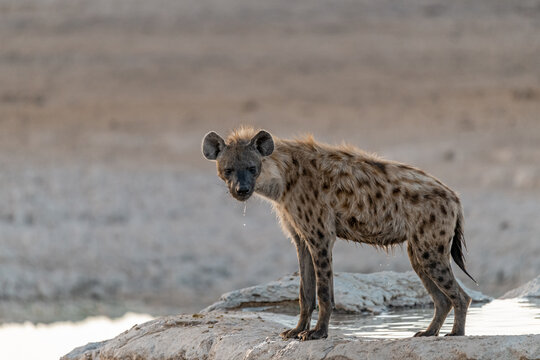 Wild iena in savanna , Africa