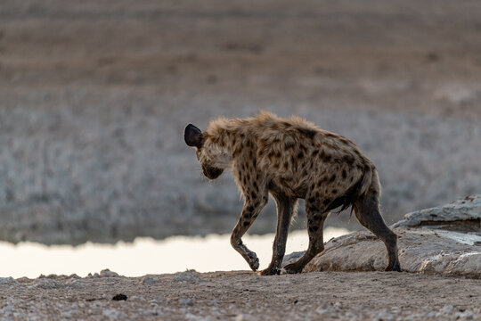Wild iena in savanna , Africa