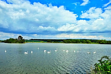 Czechia - view of swans on the Strasov pond and its surroundings near town Chlumec nad Cidlinou