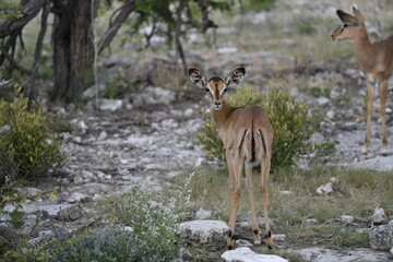 antelope in wild savanna , Animal of africa © Davide Antoniani