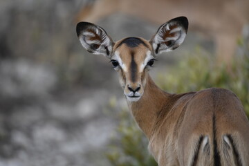 antelope in wild savanna , Animal of africa © Davide Antoniani