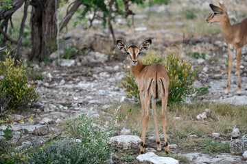 antelope in wild savanna , Animal of africa © Davide Antoniani