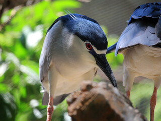Close-up of black-crowned night herons perching in a lush, shaded environment, displaying sharp plumage and vivid red eyes