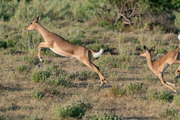 antelope in wild savanna , Animal of africa © Davide Antoniani