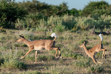 antelope in wild savanna , Animal of africa © Davide Antoniani