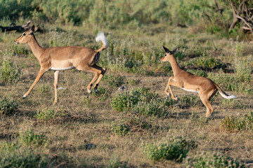 antelope in wild savanna , Animal of africa © Davide Antoniani